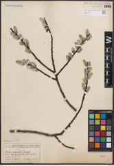 Foto von Salix discolor Muhl.